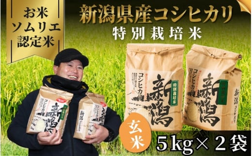 令和7年産【お米ソムリエのお米】特別栽培米コシヒカリ 玄米 10kg(5kg×2袋)五泉市四ヶ村産 米 お米 新潟県 五泉市 エバーグリーン農場 1025534 - 新潟県五泉市
