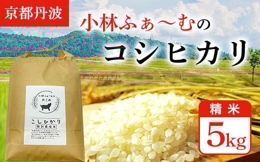 【京都丹波】小林ふぁ～むのコシヒカリ(令和6年産・精米)5kg  ふるさと納税 米 コシヒカリ こしひかり 5kg 京都府 福知山市 844633 - 京都府福知山市