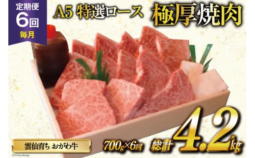 定期便 6回 牛肉 雲仙育ち おがわ牛 A5 特選 ロース 極厚焼肉 総計4.2kg(700g×6回) 黒毛和牛 冷凍 [焼肉おがわ 長崎県 雲仙市 item2120]