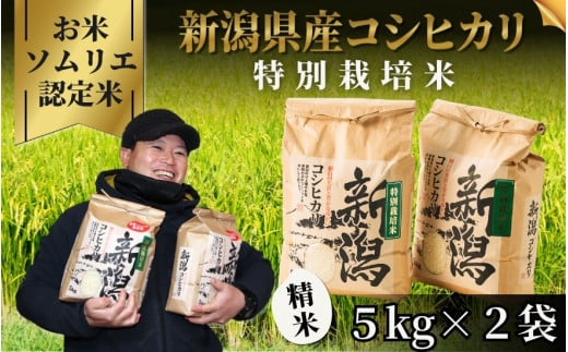 《先行予約》令和7年産新米【お米ソムリエのお米】特別栽培米コシヒカリ 精米 10kg(5kg×2袋)五泉市四ヶ村産 米 お米 新潟県 五泉市 エバーグリーン農場 1024020 - 新潟県五泉市