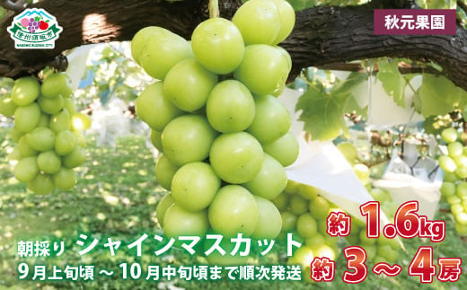 [No.5657-3775]朝採り シャインマスカット 約1.6kg (約3～4房) 《秋元果園》■2024年発送■※9月上旬頃～10月中旬頃まで順次発送予定 1061508 - 長野県須坂市