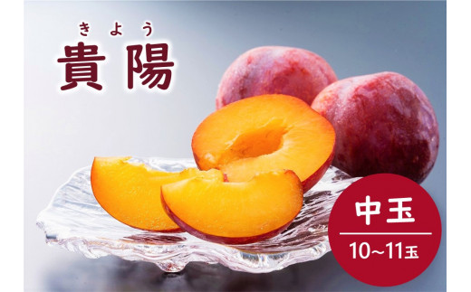 KP02-25A 高級プラム 貴陽（中玉）約1.8kg（10～11玉） 贈答（松川町産）/ 2025年8月中旬頃～発送予定  // 長野県 南信州 松川町産 プラム すもも 高級フルーツ 希少 贈答 産地直送 農家直送 新鮮 数量限定 404910 - 長野県松川町