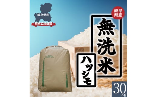 ＜無洗米＞新米　岐阜県産ハツシモ(精米)　30kg 令和6年産【1530990】 1422183 - 岐阜県羽島市