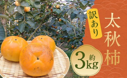 太秋柿 訳あり 約3kg(約8〜14個) ブランド柿 柿 かき たいしゅうかき 甘柿 フルーツ スイーツ くだもの 果物 果実 秋 旬 益城町産 [2024年10月下旬〜11月下旬発送予定]