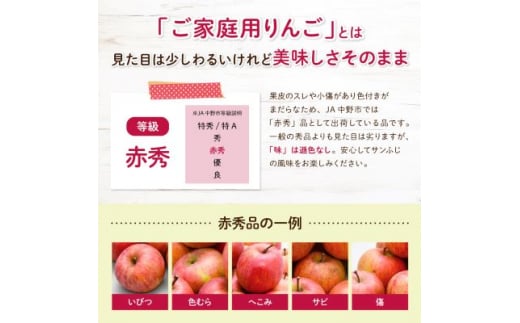 長野県中野市のふるさと納税 JA中野市「サンふじ」ご家庭用「小玉」5kg以上(18～23玉入)_ りんご リンゴ 林檎 ふじ フジ サンフジ サンふじ 小玉 家庭用 フルーツ 果物 くだもの 青果 デザート長野県 中野市 JA 産地直送 産直 濃厚 蜜入り 【1526204】