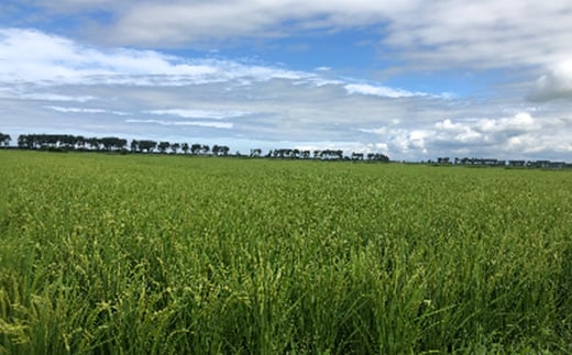 秋田県大潟村のふるさと納税 ＜令和6年産＞もち米　玄米5kg (栽培期間中　農薬不使用・化学肥料不使用11月中旬から順次発送【1251291】