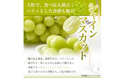 先行予約》【山形の極み】山形県産 3種食べ比べセット《シャインマスカット・高尾・ゴルビー》 ぶどう ブドウ 葡萄 デザート フルーツ 果物 くだもの  果実 食品 山形県 F2Y-5236 - 山形県｜ふるさとチョイス - ふるさと納税サイト