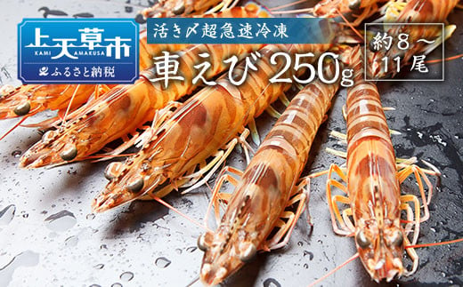 活き〆超急速冷凍車えび 250g（約8～11尾） 車海老 車えび 車エビ 海老 えび エビ 刺身 刺し身 真空パック 海鮮 冷凍 熊本県 上天草市 1290433 - 熊本県上天草市