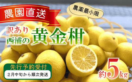 訳あり みかん 黄金柑 5kg 西浦 蜜柑 柑橘 オレンジ 減農薬 木負観光みかん園 1050091 - 静岡県沼津市