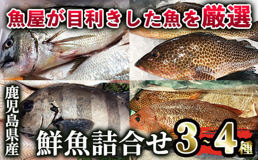 2530 【年内配送12月1日入金まで】鹿児島県産鮮魚詰合せセット（３～４尾）　海産物 魚介 さしみ 刺身 セット 鯛 生魚  煮魚 カルパッチョ 国産 1431950 - 鹿児島県鹿屋市