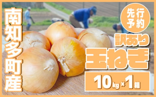 【先行予約 5～6月出荷】 訳あり 玉ねぎ 10kg(1箱)  野菜 オニオン 甘い 玉葱 肉じゃが ハンバーグ 家庭用 大きさ不揃い 先行予約  1497204 - 愛知県南知多町