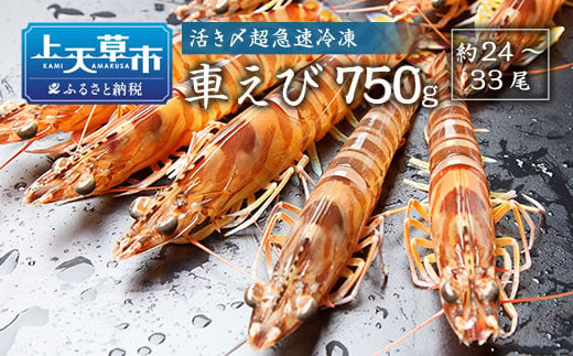 活き〆超急速冷凍車えび 750g（約24～33尾） 車海老 車えび 車エビ 海老 えび エビ 刺身 刺し身 真空パック 海鮮 冷凍 熊本県 上天草市 345579 - 熊本県上天草市