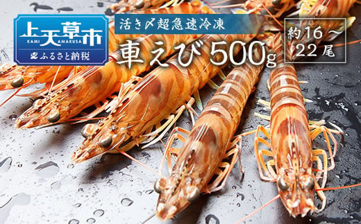 活き〆超急速冷凍車えび 500g（約16～22尾） 車海老 車えび 車エビ 海老 えび エビ 刺身 刺し身 真空パック 海鮮 冷凍 熊本県 上天草市 345578 - 熊本県上天草市