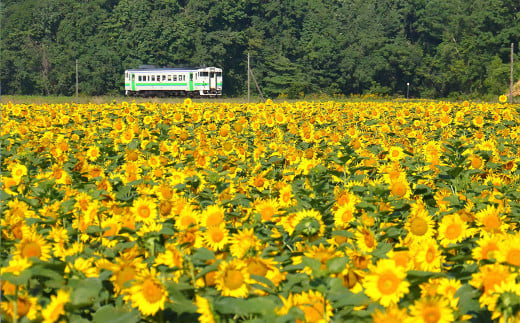 浦臼町の風景（A４サイズ）額付き 夏 1371523 - 北海道浦臼町