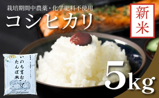 【2024年9月より順次発送】 令和6年産 新米 白米 コシヒカリ 5kg 栽培期間中無農薬 着日指定 指定可 四国 徳島 小松島 米 白米 精米したて ふるさと納税 おいしい kome お米 こめ おこめ こしひかり 白米 精米 国産 限定 ごはん ご飯 白飯 ゴハン ふるさと 安心 安全 人気 コスパ おすすめ 送料無料 国産 TKG 卵かけご飯 おにぎり いのち育む田んぼ米 生物多様性 1424968 - 徳島県小松島市