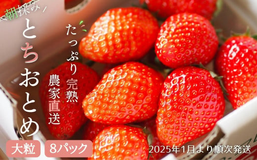 【2025年1月より発送】いちご専門農家直送！朝摘み収穫したての完熟とちおとめ2箱（1箱4パック入り） 574095 - 茨城県利根町