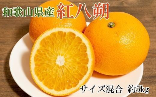 【希少品】和歌山県産紅八朔約5kg（サイズ混合）★2025年１月下旬頃より順次発送【先行予約】【TM88】 1432703 - 和歌山県和歌山市