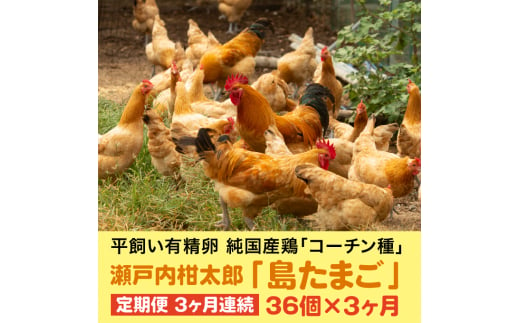 【3か月定期便】島たまご34個(破卵保障＋2個)《有精卵》合計108個 平飼い 新鮮 卵 玉子 瀬戸内柑太郎 純国産鶏 産地直送 コーチン 017033 1116424 - 広島県三原市