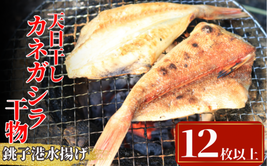 干物 天日干し カネガシラ干物 4パック 1パック3~5枚入り 合計12枚以上 10000円 かねがしら カネガシラ カナガシラ かながしら 白身魚 干物 ひもの 干物 高級魚 冷凍 無添加 新鮮 真空パック 魚介類 地魚 魚 海鮮 焼魚 おかず 朝食 夕食 おつまみ 日本酒 ビール 酒の肴 グルメ お取り寄せ 贈り物 銚子港 千葉県 銚子市 〆印島長水産 1432566 - 千葉県銚子市