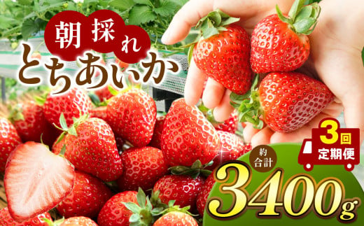 【先行予約】【定期便3回】朝採れいちご とちあいか (1月1000g,2月1000g,3月1400g） 真岡市 栃木県 送料無料 1433263 - 栃木県真岡市