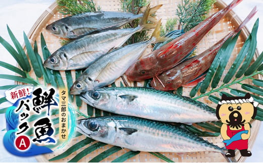 新鮮！ タマ三郎のおまかせ鮮魚パックA 朝獲れ 新鮮 湘南 1434434 - 神奈川県平塚市