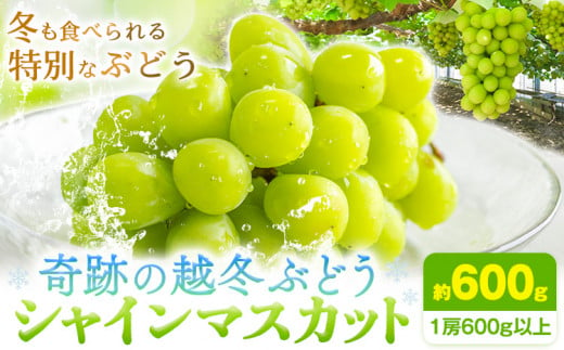 奇跡の越冬ぶどう シャインマスカット 1房 (600g以上) 五果苑[2024年11月上旬-2025年4月中旬頃出荷]越冬ぶどう フルーツ 果物 岡山県 浅口市 送料無料 [配送不可地域あり]