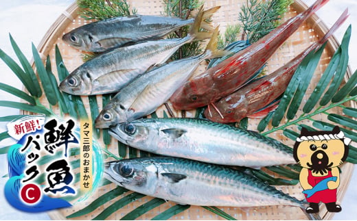 新鮮！ タマ三郎のおまかせ鮮魚パックC 朝獲れ 新鮮 湘南 1434436 - 神奈川県平塚市