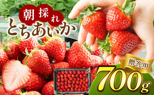 【先行予約】【贈答用】朝採れいちご とちあいか 700ｇ 真岡市 栃木県 送料無料 1433262 - 栃木県真岡市