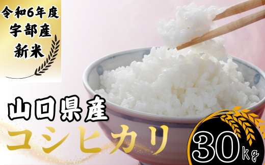 先行予約／令和6年度新米】 コシヒカリ 30Kg ［精米］［山口県宇部産］ 【令和6年度 新米 コシヒカリ 30Kg 精米 山口県産 宇部産 地元米  農家直送 宇部市産 美味しい お米 寒暖差 霜降山麓 綺麗な水 高品質米 新鮮米 収穫直後 国産米 ご飯 炊き立て 美味しさ長持ち ...