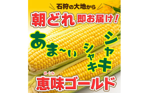 130091【今季出荷開始！】石狩産 スイートコーン「恵味ゴールド」とうもろこし 6本｜ふるさと納税 北海道 石狩市 トウモロコシ とうきび トウキビ  恵みゴールド めぐみゴールド コーン イエローコーン 旬 旬の野菜 高糖度 甘い 人気 美味しい 北海道産 北海道直送スイーツ ...