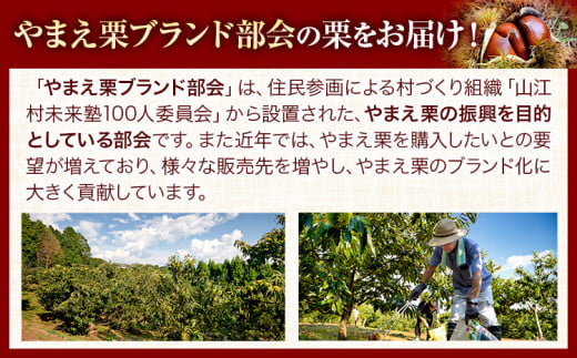 熊本県山江村のふるさと納税 GI認証登録 山江村の やまえ栗 生栗 3kg 品種 利平 やまえ栗ブランド部会 有限会社やまえ堂《9月下旬-10月中旬頃出荷》熊本県 球磨郡 山江村 栗 くり フルーツ 熊本県産 果物 早期 予約