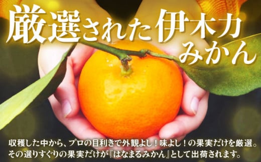 伊木力みかん 「はなまるみかん」贈答 5kg みかん 蜜柑 ミカン 柑橘 フルーツ 果物