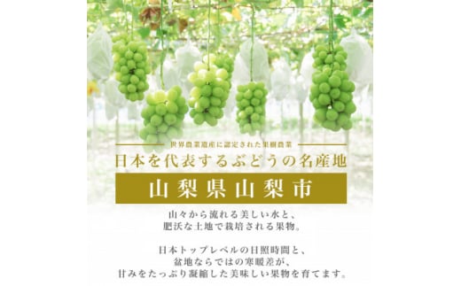 山梨県山梨市のふるさと納税 フルーツ王国山梨産厳選 シャインマスカット 1房(約500-600g)YAMANASHI PRIDE【1501766】