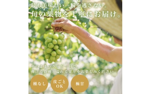 山梨県山梨市のふるさと納税 フルーツ王国山梨産厳選 シャインマスカット 1房(約500-600g)YAMANASHI PRIDE【1501766】