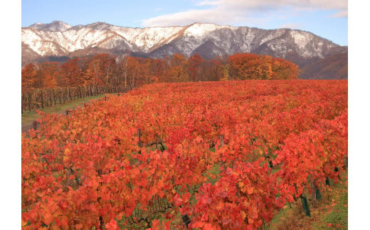 浦臼町の風景（A４サイズ）額付き【C】秋「樺戸連山初冠雪とワイナリーの紅葉」