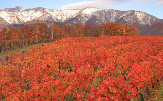 浦臼町の風景（A５サイズ）額付き 【C】秋「樺戸連山初冠雪とワイナリーの紅葉」