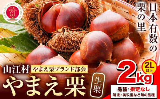 GI認証登録 山江村の やまえ栗 生栗 2kg 品種指定なし 筑波 美玖里 など旬の品種 やまえ栗ブランド部会 有限会社やまえ堂《9月下旬-10月中旬頃出荷》熊本県 球磨郡 山江村 栗 くり フルーツ 熊本県産 果物 早期 予約 1435216 - 熊本県山江村