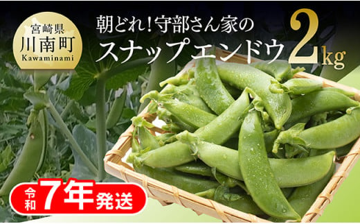 【令和7年発送】朝どれ！守部さん家のスナップエンドウ2.0kg【 野菜 宮崎県産 エンドウ豆 えんどう豆 おつまみ 2025年発送 】