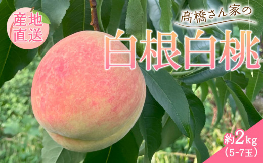 白桃 約2kg（5～7玉） 果物 もも モモ 白桃 甘い フルーツ 白根白桃 高橋農園  新潟県 新発田市 1437302 - 新潟県新発田市
