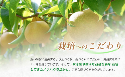 山口県美祢市のふるさと納税 二十世紀梨 （約3kg）【先行予約：9月上旬より発送予定】｜ 二十世紀  なし 梨 フルーツ 特産品 美祢市 美祢 山口県 山口 秋芳町 秋芳 カルスト台地 先行予約