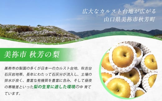 山口県美祢市のふるさと納税 ちょっと小さな あたご梨 4kg【先行予約：11月より発送予定】｜ 梨 あたご  なし フルーツ 果物 くだもの BIG ビッグ 大きい 特産品 美祢市 山口県 美祢 秋芳 秋芳町 カルスト台地 先行予約 期間限定 4kg