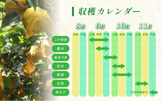 山口県美祢市のふるさと納税 ちょっと小さな あたご梨 4kg【先行予約：11月より発送予定】｜ 梨 あたご  なし フルーツ 果物 くだもの BIG ビッグ 大きい 特産品 美祢市 山口県 美祢 秋芳 秋芳町 カルスト台地 先行予約 期間限定 4kg