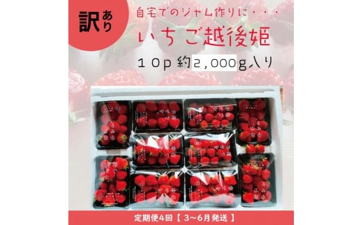 定期便 4回【2025年3～6月発送】訳あり越後姫 約200g×10定期配送 越後姫 えちごひめ 苺 いちご 訳あり 新潟 1311864 - 新潟県上越市