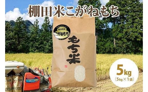 極少量米:数量限定令和6年産精米/新潟県上越市大島区産棚田米こがねもち精米 5kg(5k×1)もち米 1126018 - 新潟県上越市