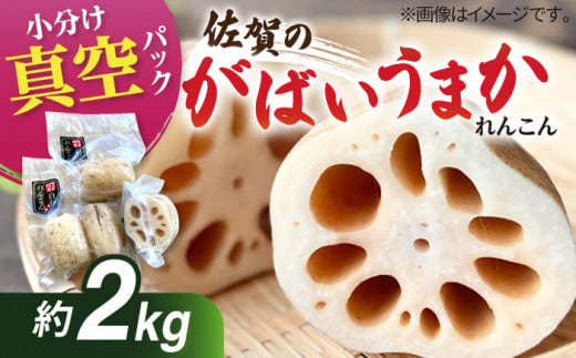 【先行予約】【真空パック】新鮮でおいしい！ 佐賀のがばいうまかレンコン 約2kg【有限会社白石開発】 /蓮根 レンコン 佐賀県産 白石町産 野菜 根菜 小分け 真空 保存 [IBN006] 558358 - 佐賀県白石町