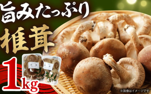 シイタケ1kg 肉厚 ジューシー 椎茸 岐阜市/JAぎふ [ANAS006] 1396642 - 岐阜県岐阜市