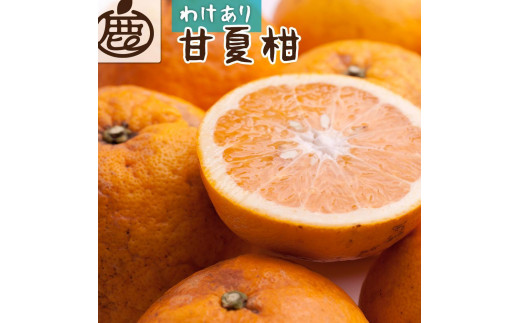 ［先行予約］家庭用 甘夏柑10kg+250g（傷み補償分）［初夏のみかん・旬の果物］［有田産］［光センサー食べ頃出荷］［わけあり・訳あり］