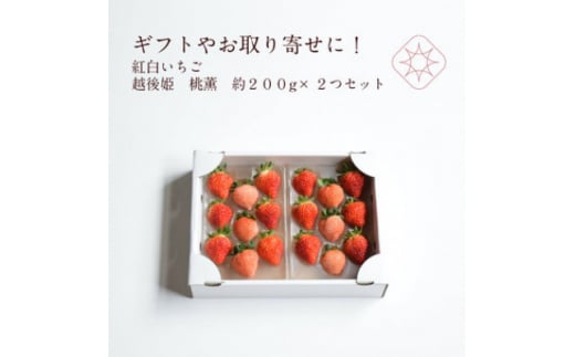 いちご 新潟 雪国完熟越後姫桃薫 約200g×2P食べ比べセット イチゴ 苺 お取り寄せ ギフト 贈り物 上越 713214 - 新潟県上越市