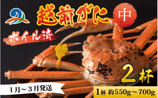 【先行予約】越前港より直送！ 越前がに 中 (約550g～700g) 2杯 【1月～3月発送予定】 718755 - 福井県南越前町