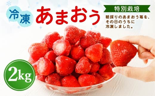 【特別栽培】うるう農園 冷凍あまおう 2kg 【2025年2月上旬より発送開始】あまおう イチゴ いちご 苺 フルーツ 果物